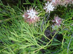 Serruria cygnea leaves